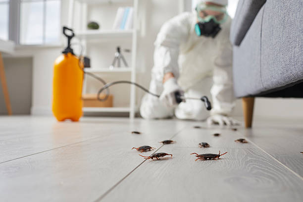Commercial Rodent Management in Jena